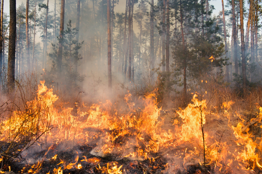 Texas refuerza combate a incendios forestales con aeronaves militares y tecnología avanzada