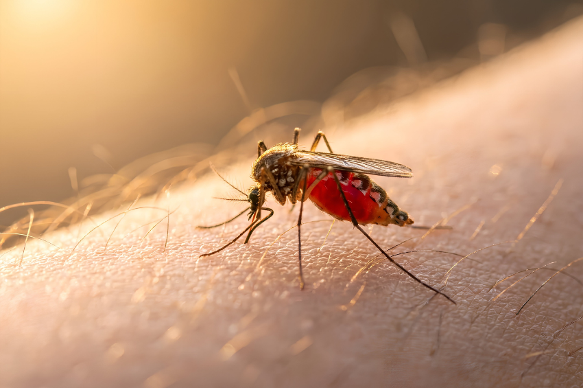 Tamaulipas intensifica combate al dengue y zika ante aumento de lluvias