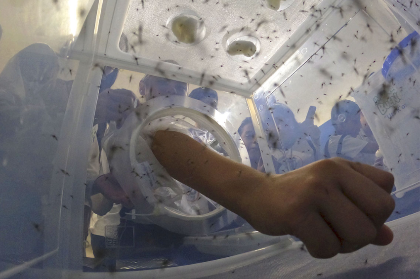 Salud pública evalúa nuevas estrategias biológicas contra el mosquito transmisor del dengue