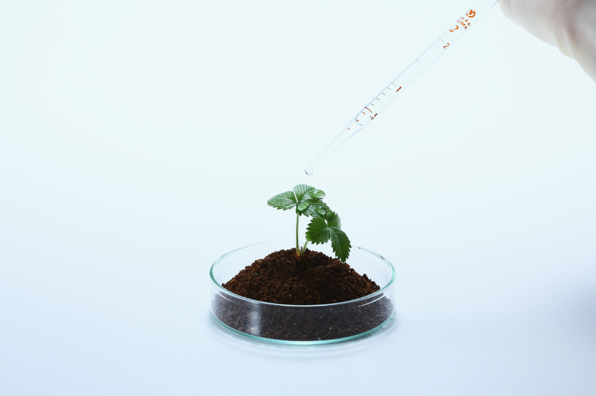 Biofertilizantes con microalgas avanzan como opción sustentable para recuperar suelos agrícolas Biofertilizantes con microalgas avanzan como opción sustentable para recuperar suelos agrícolas