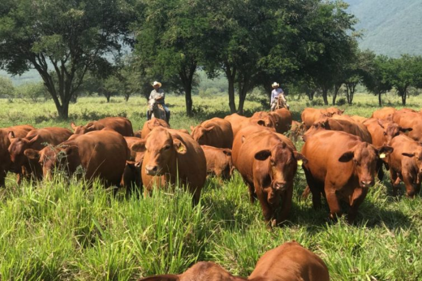 Tamaulipas busca reactivar la exportación de ganado hacia Estados Unidos