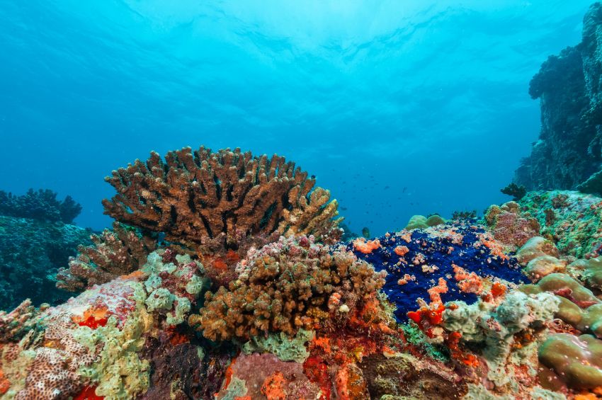 Casi la mitad de los corales constructores de arrecifes enfrenta riesgo de extinción