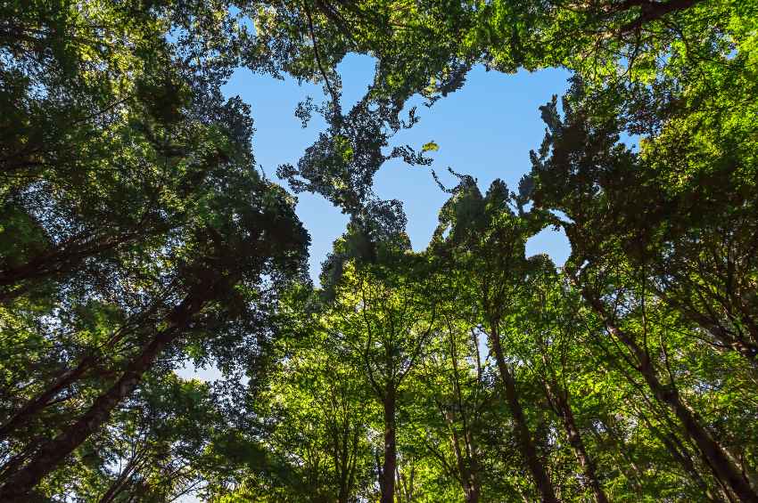 Tamaulipas reconoce los bosques urbanos como Áreas Naturales Protegidas Tamaulipas reconoce los bosques urbanos como Áreas Naturales Protegidas
